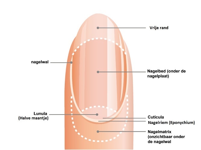 Opbouw van de nagel