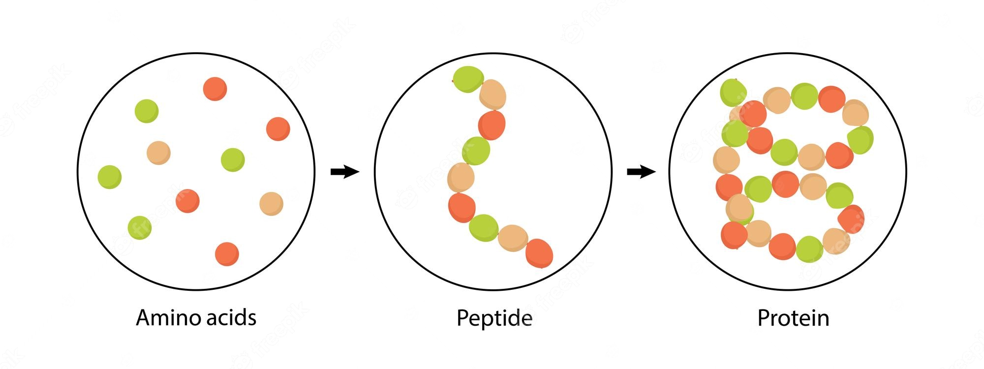 aminozuren, peptide omzetten naar proteïne